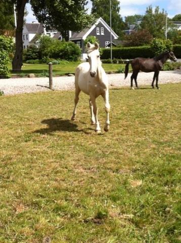 Palomino MiTho`s Diablo Blanco billede 4