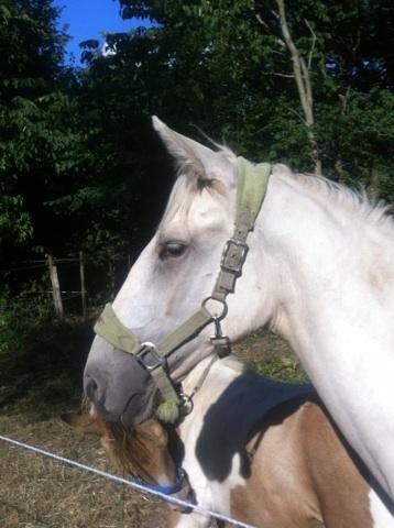 Palomino MiTho`s Diablo Blanco billede 5