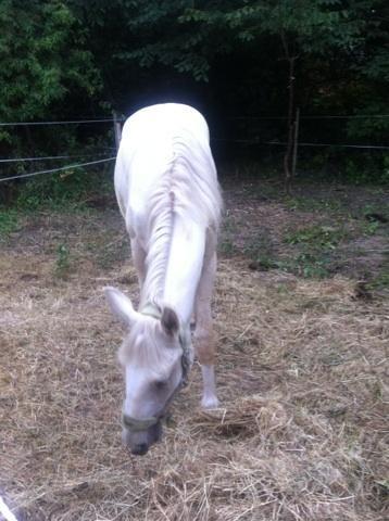 Palomino MiTho`s Diablo Blanco billede 6