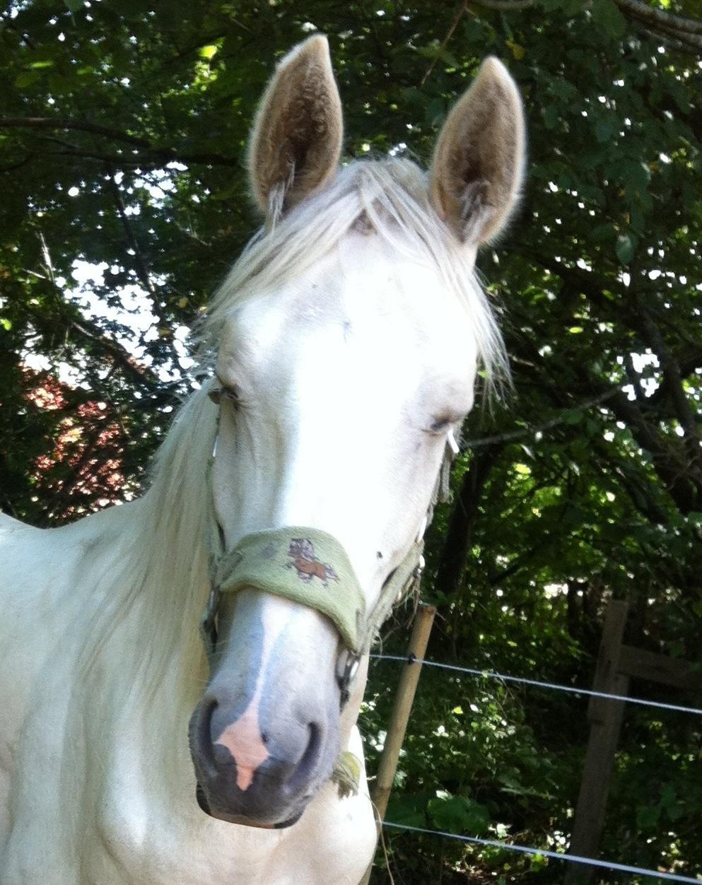 Palomino MiTho`s Diablo Blanco billede 7