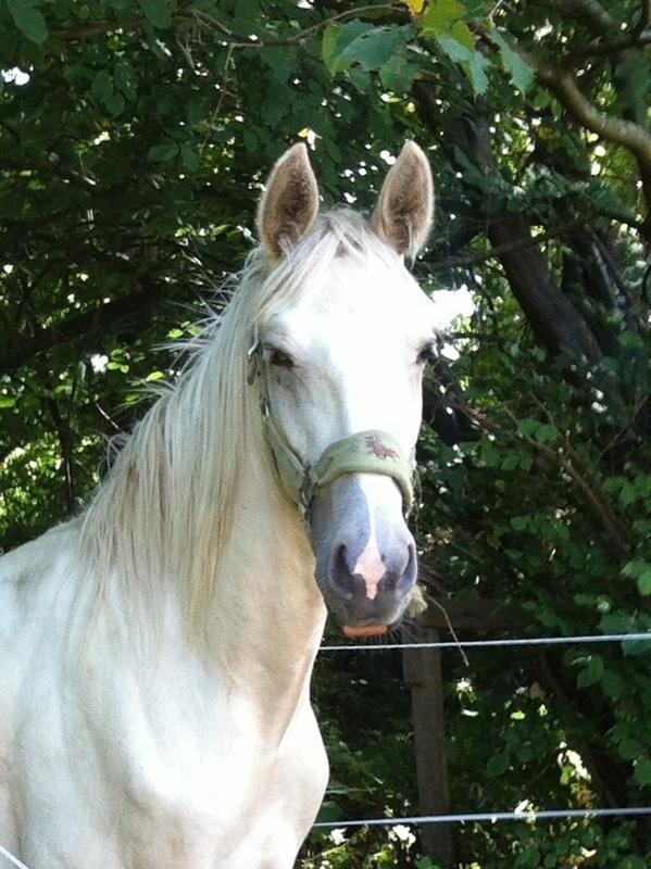Palomino MiTho`s Diablo Blanco billede 1