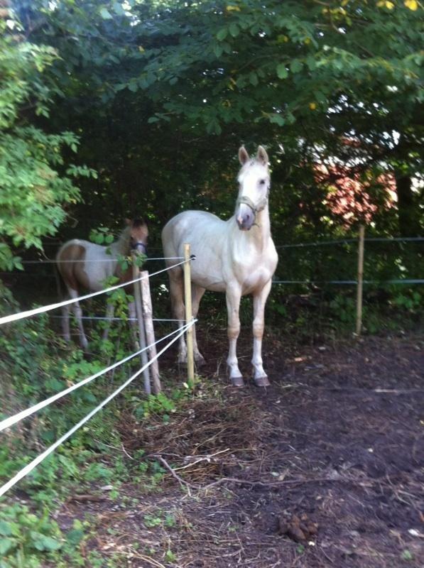 Palomino MiTho`s Diablo Blanco billede 8
