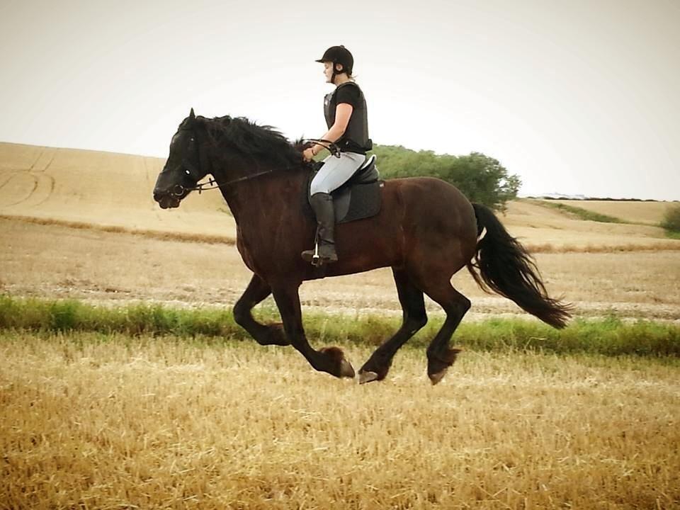 Frieser Branco af Stasevang - Årets første stubmark galop, august 2013<3 billede 4