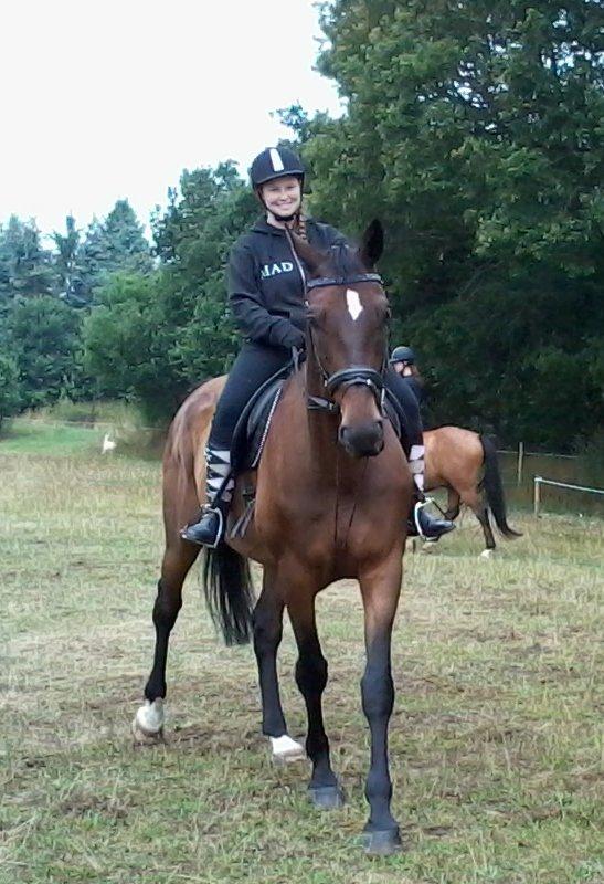 Dansk Varmblod SCHWANTE - D. 10/08-2013 mig og min skønne dreng kun anden gang på hjemmebane og i alt 5gang jeg rider ham  billede 22