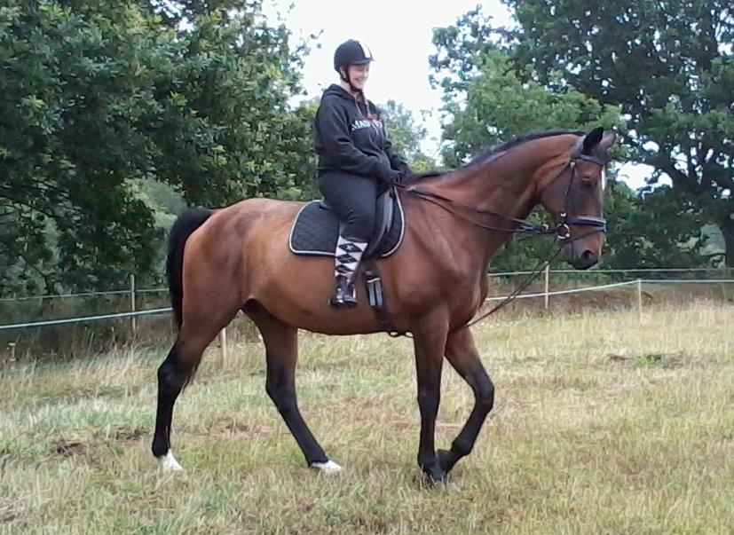 Dansk Varmblod SCHWANTE - D. 10/08-2013 mig og min skønne dreng kun anden gang på hjemmebane og i alt 5gang jeg rider ham  billede 23