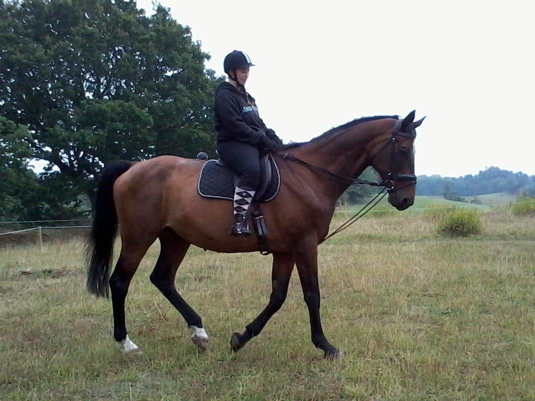 Dansk Varmblod SCHWANTE - D. 10/08-2013 mig og min skønne dreng kun anden gang på hjemmebane og i alt 5gang jeg rider ham  billede 24