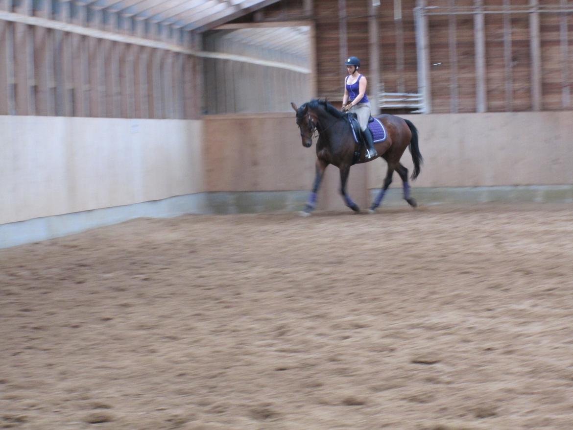 Dansk Varmblod Monique (Mini) - Undervisning ved Rune 2. gang. billede 11