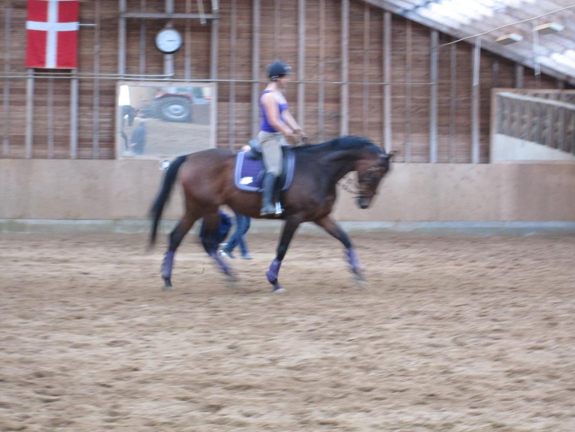 Dansk Varmblod Monique (Mini) - Undervisning ved Rune 2. gang. billede 16