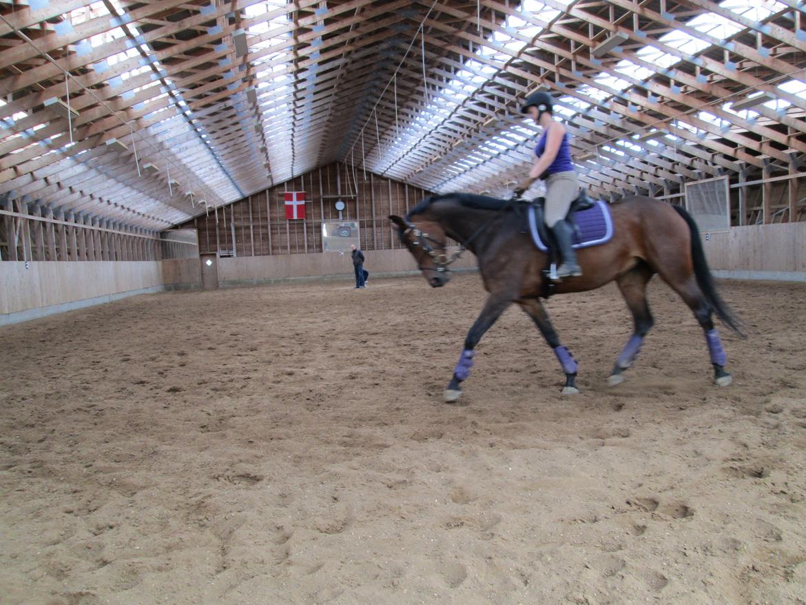 Dansk Varmblod Monique (Mini) - Undervisning ved Rune, 2.gang. billede 14