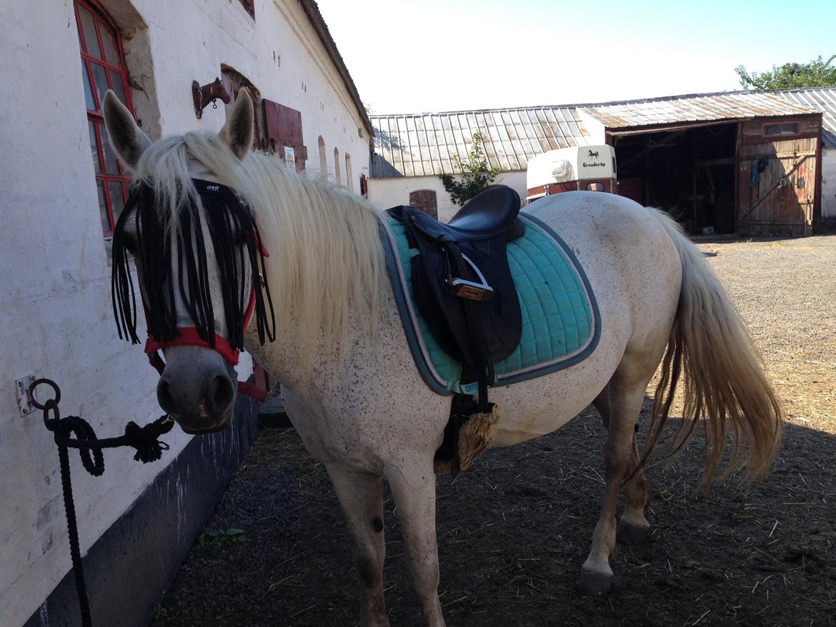 Connemara Britania billede 10