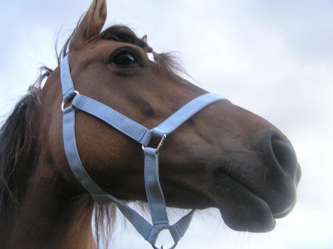 Anden særlig race Karina - Prinsessen <3 billede 1