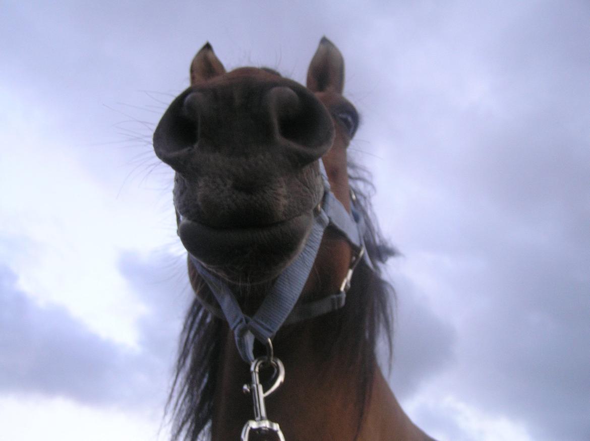 Anden særlig race Karina - Prinsessen <3 billede 13