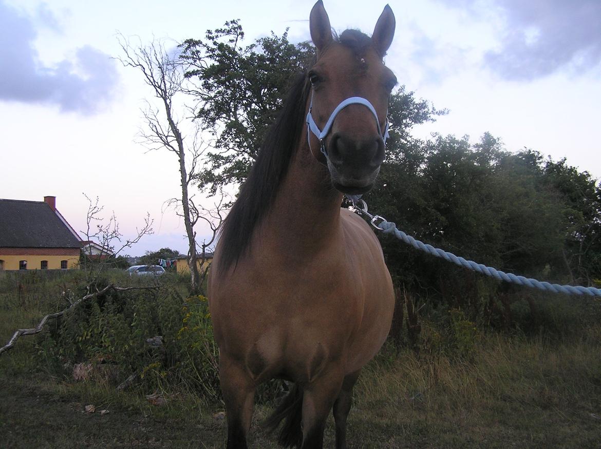 Anden særlig race Karina - Prinsessen <3 billede 14