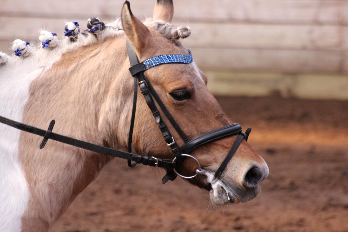 Anden særlig race Dundee*Beautiful*<3 billede 20