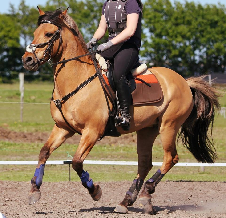 Anden særlig race - Shadow billede 29