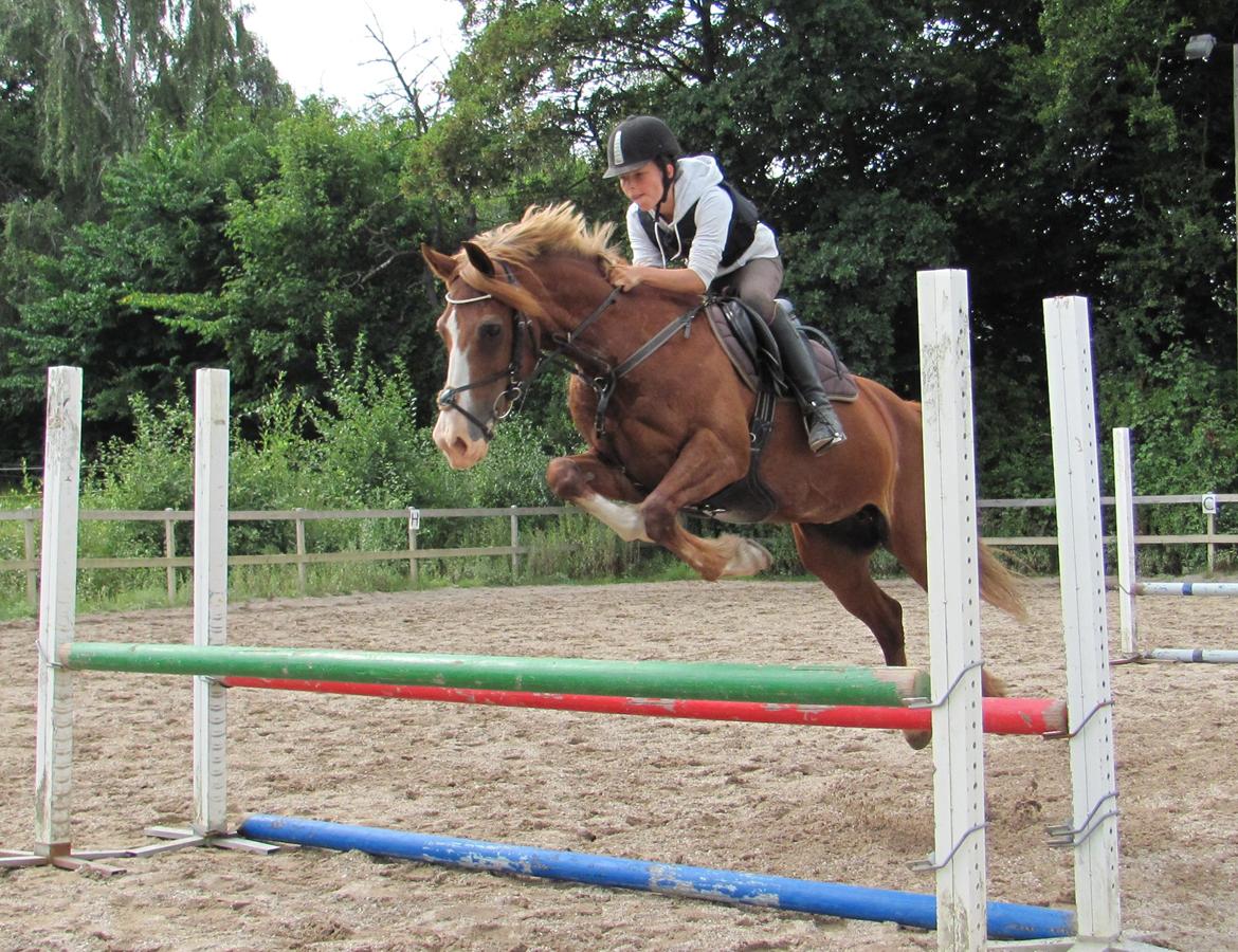 Welsh Cob (sec D) Okali D'alloue * Drømme ponyen* billede 1