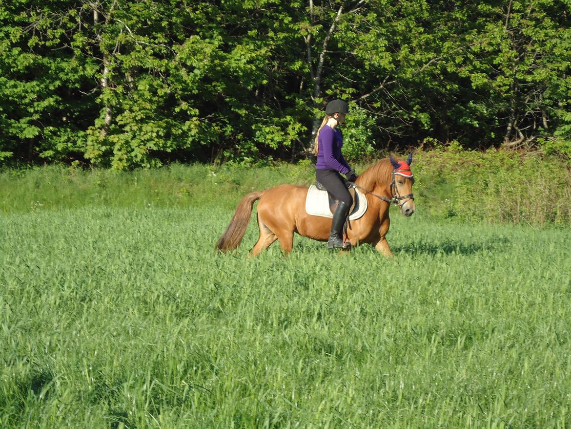 Anden særlig race Rosa - Dressur på marken!(: billede 29