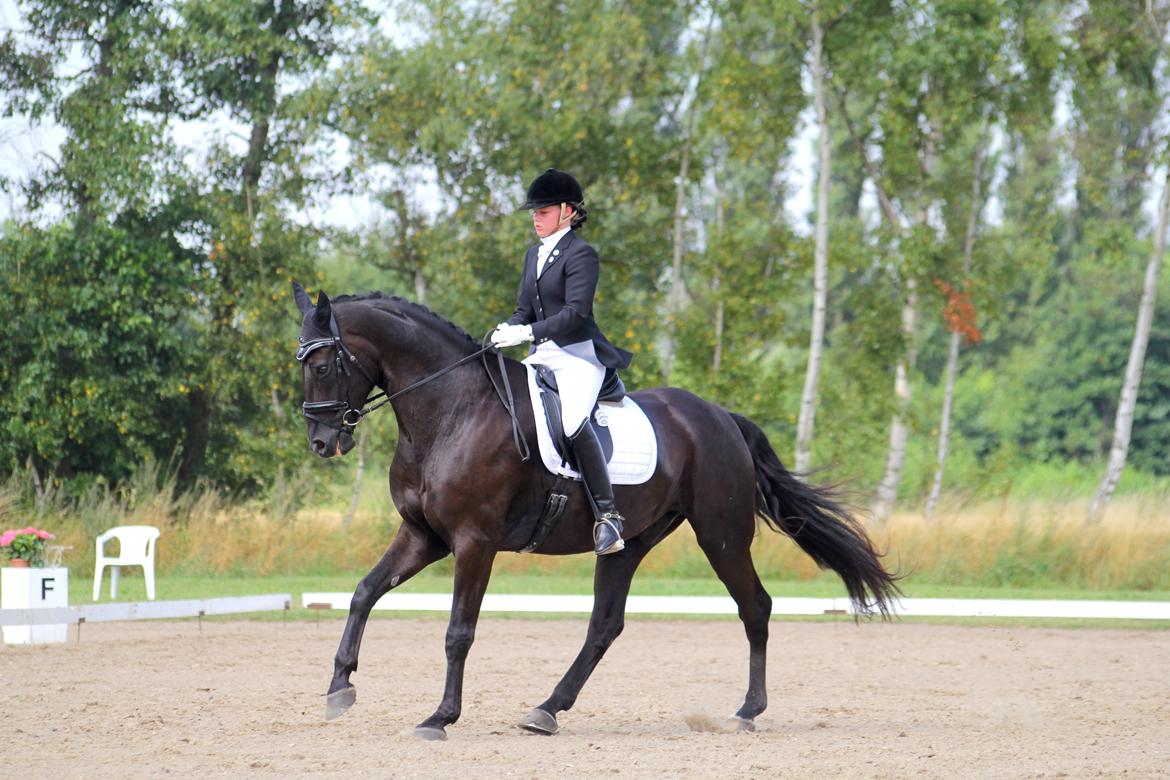 Hannoveraner HUMBOLDT - LA4 i Bogø. billede 2