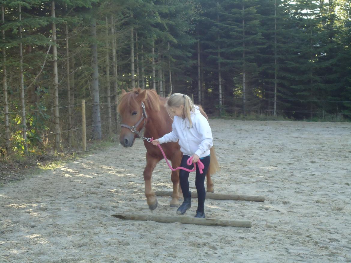 Anden særlig race Rosa - September 2012 billede 34