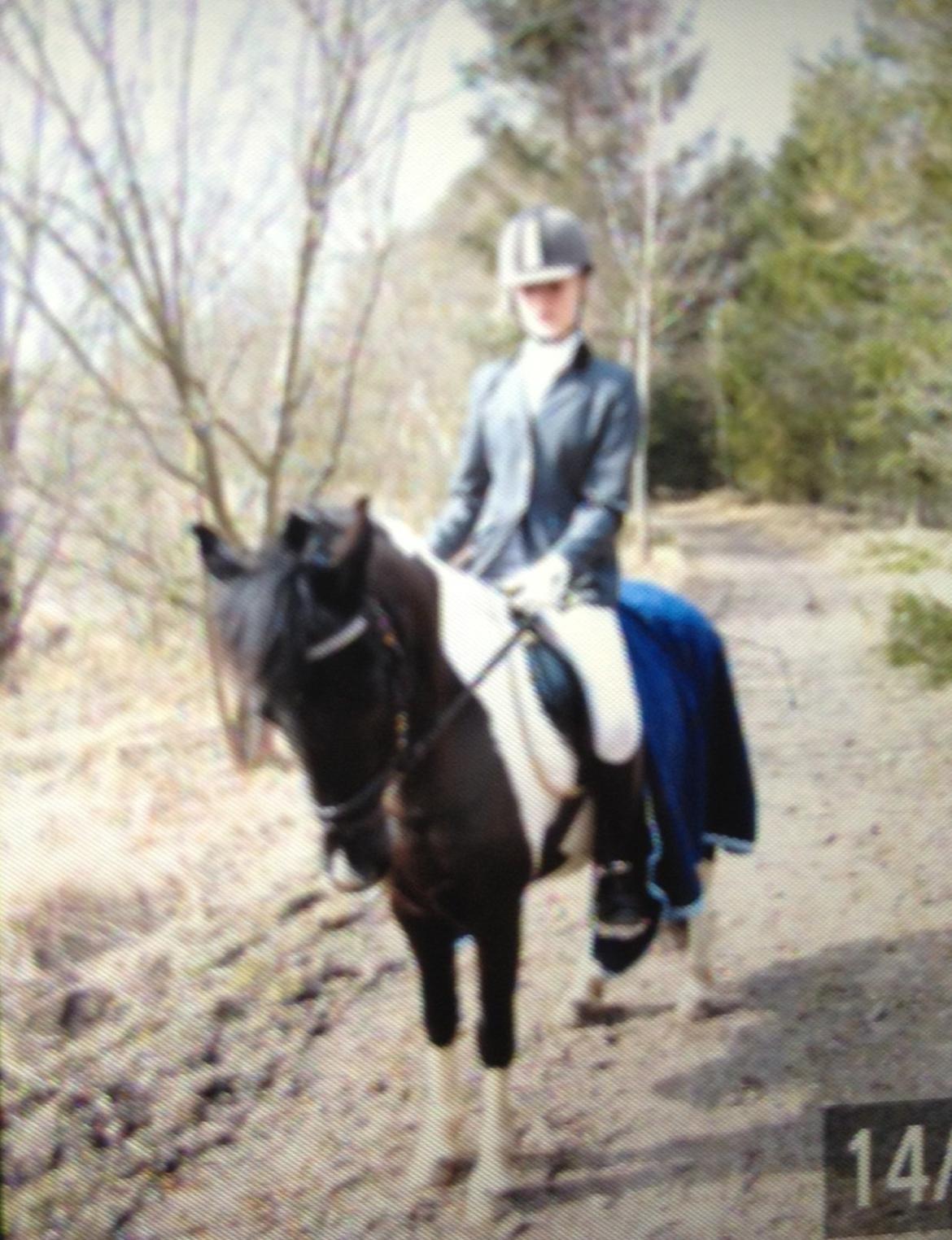 Pinto Sipke<3<3 billede 8