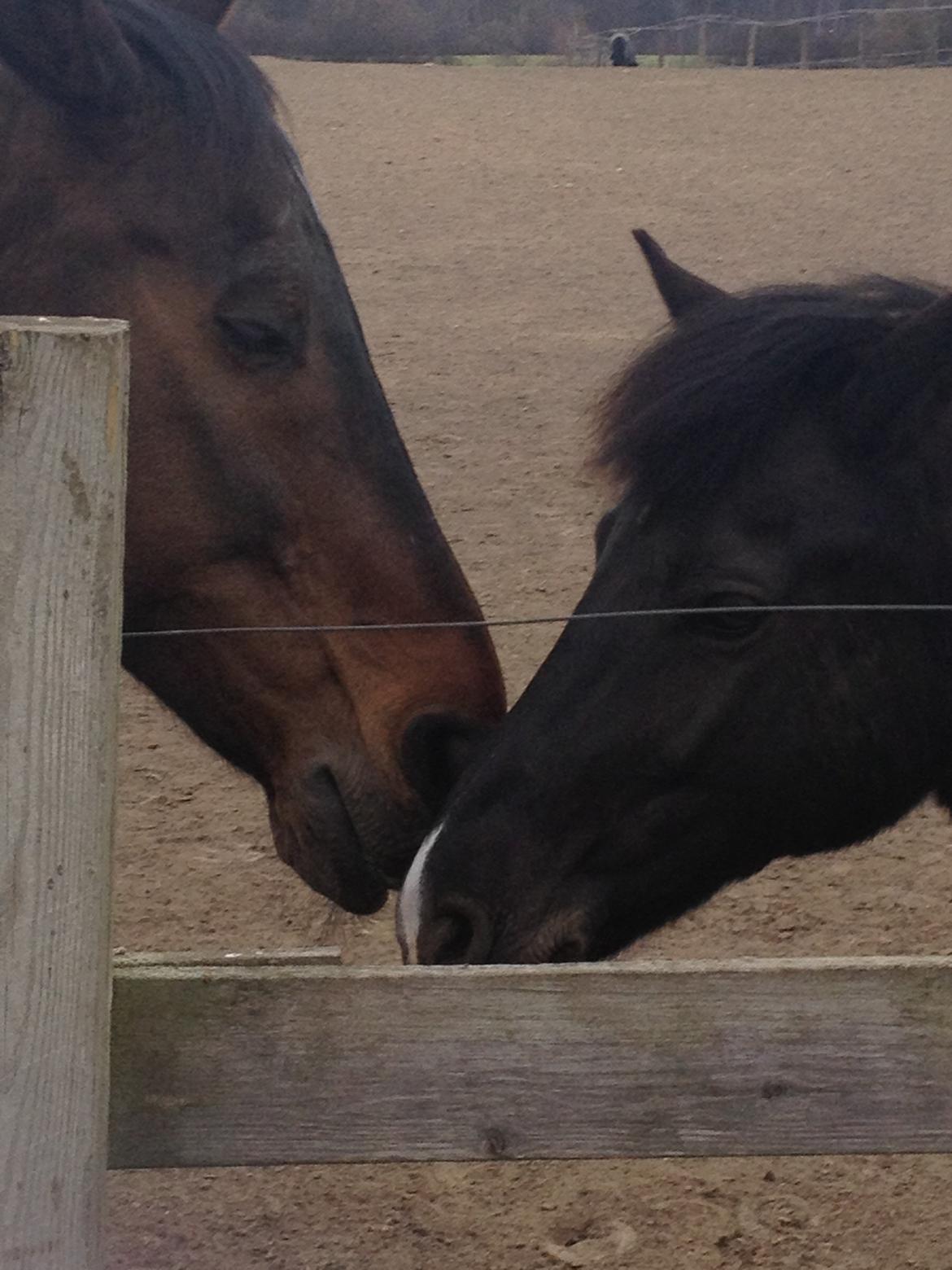 Pinto Sipke<3<3 billede 10