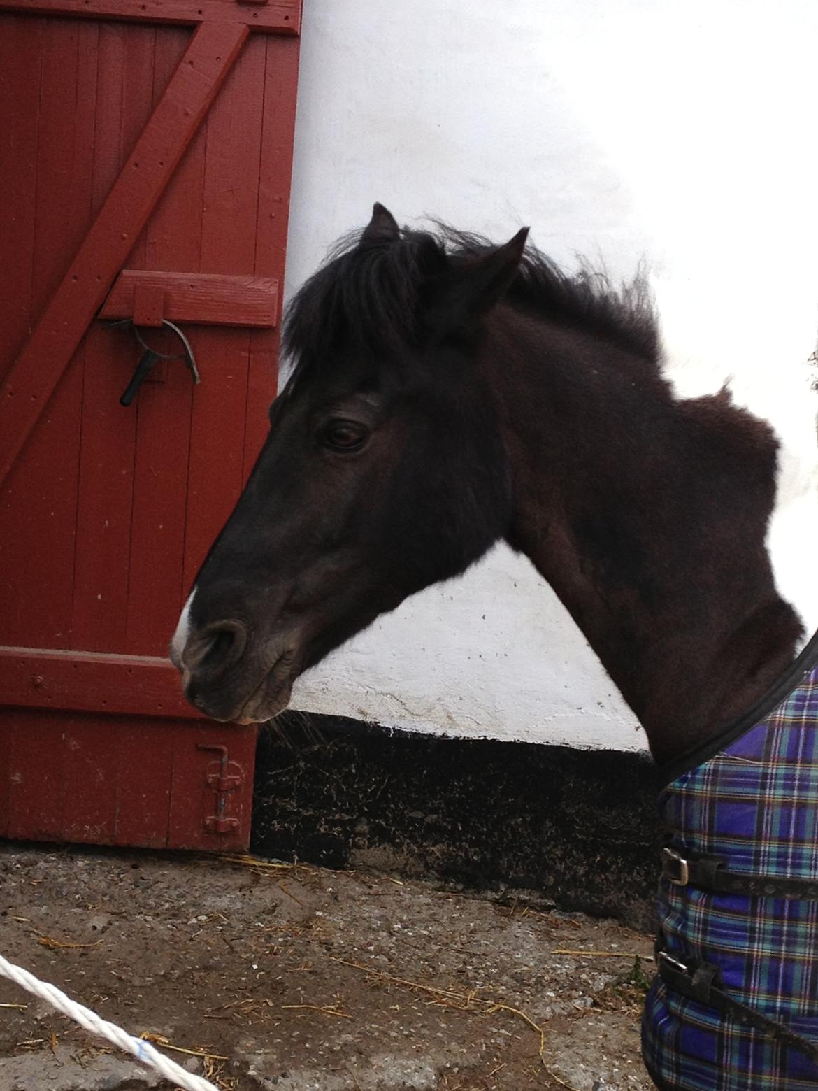 Pinto Sipke<3<3 billede 11