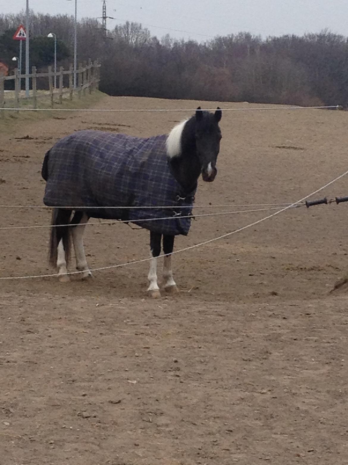 Pinto Sipke<3<3 billede 12