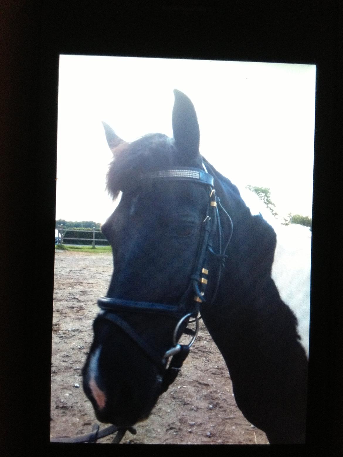 Pinto Sipke<3<3 billede 13