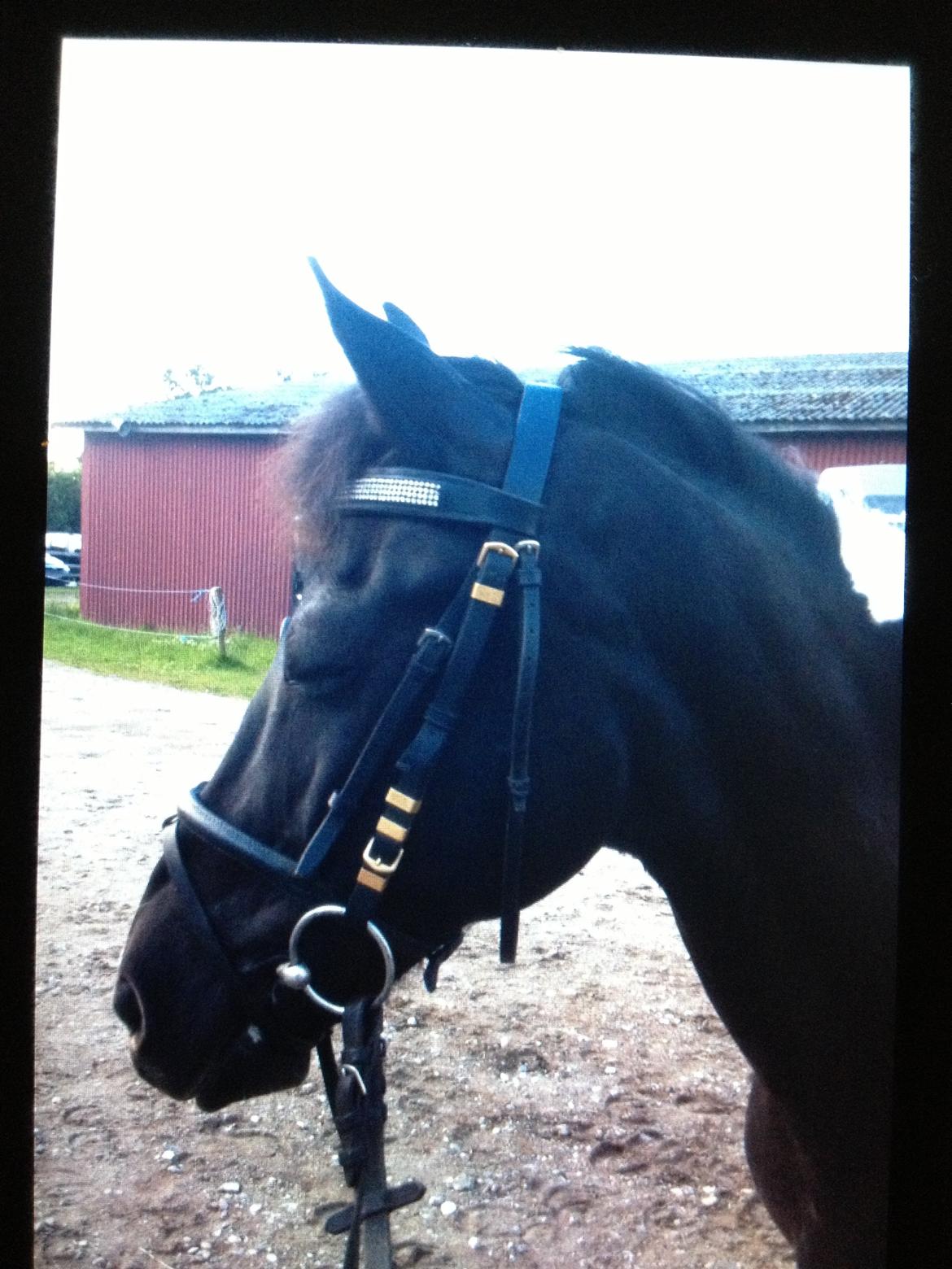 Pinto Sipke<3<3 billede 14