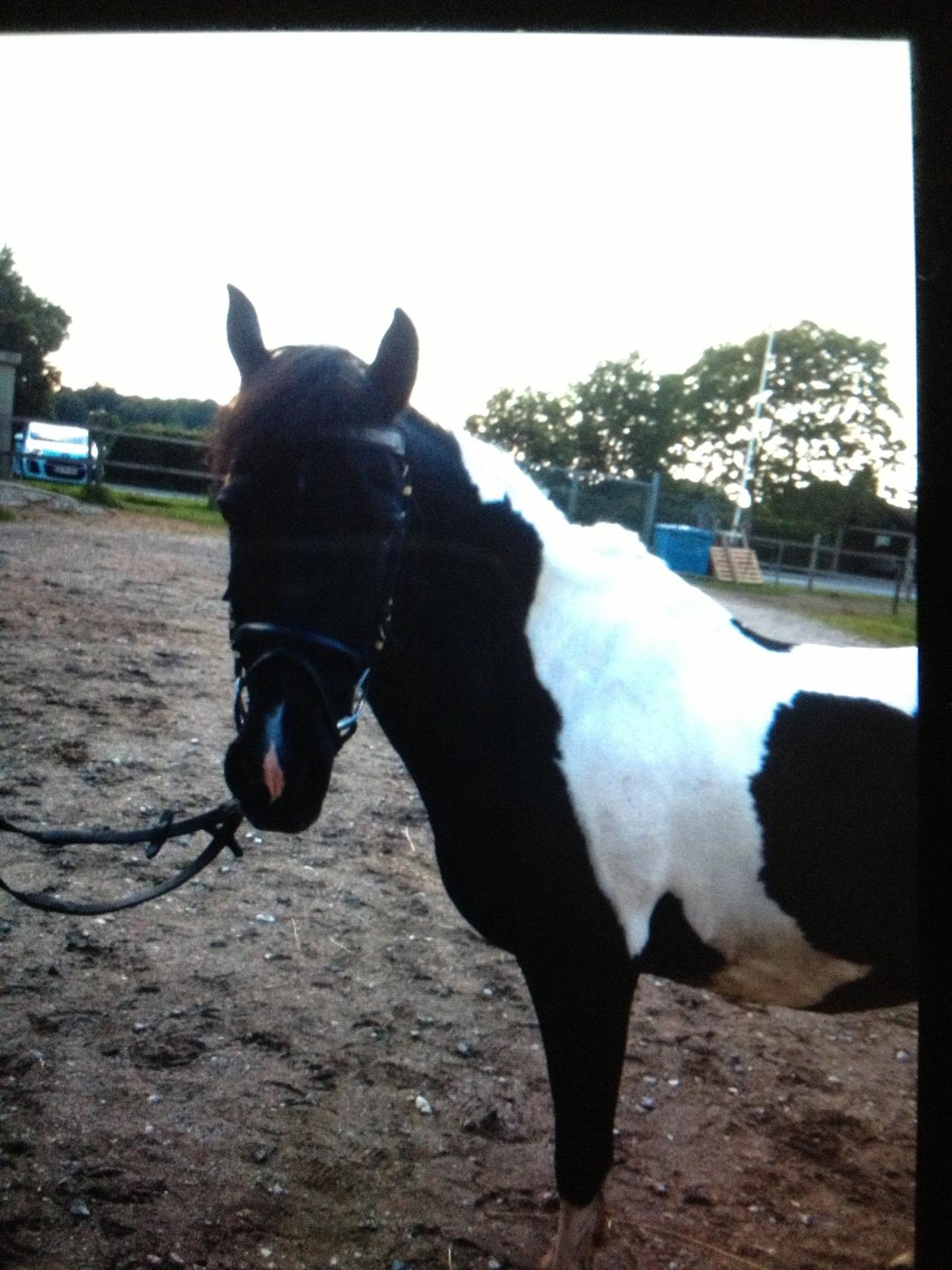 Pinto Sipke<3<3 billede 15