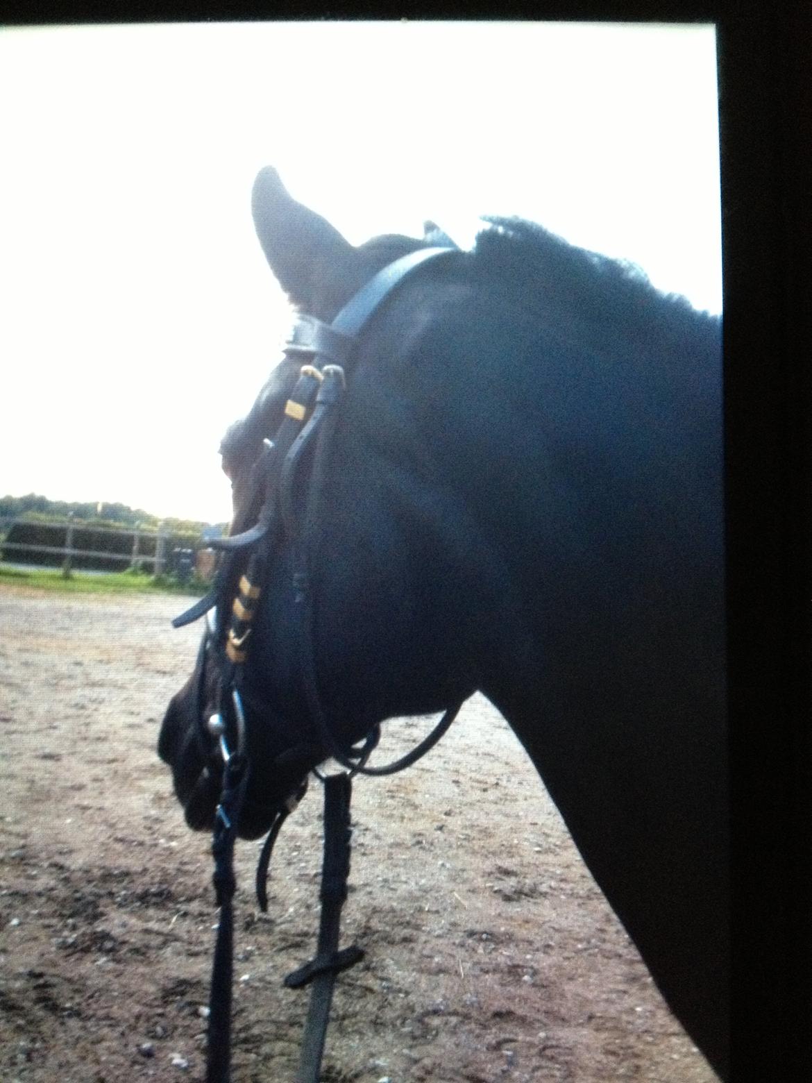 Pinto Sipke<3<3 billede 17