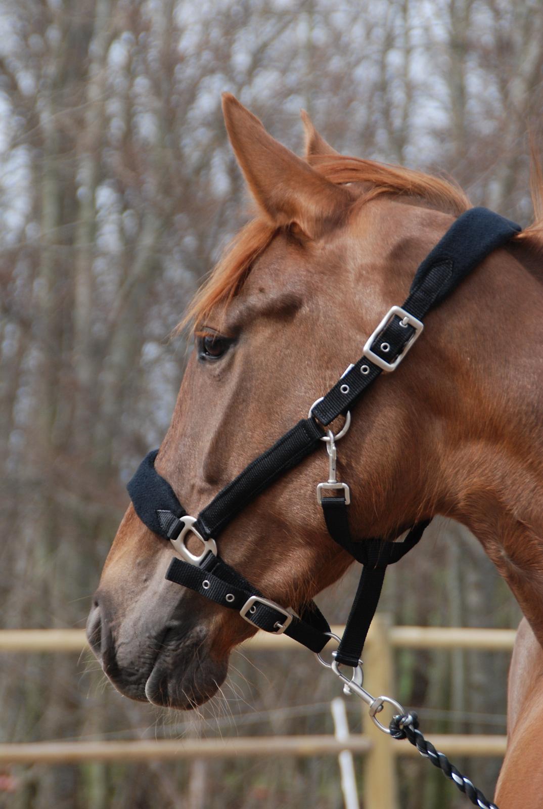 Dansk Varmblod Aysia e - søde Aysia <3 April 2013 - foto: Mathilde... :) billede 4