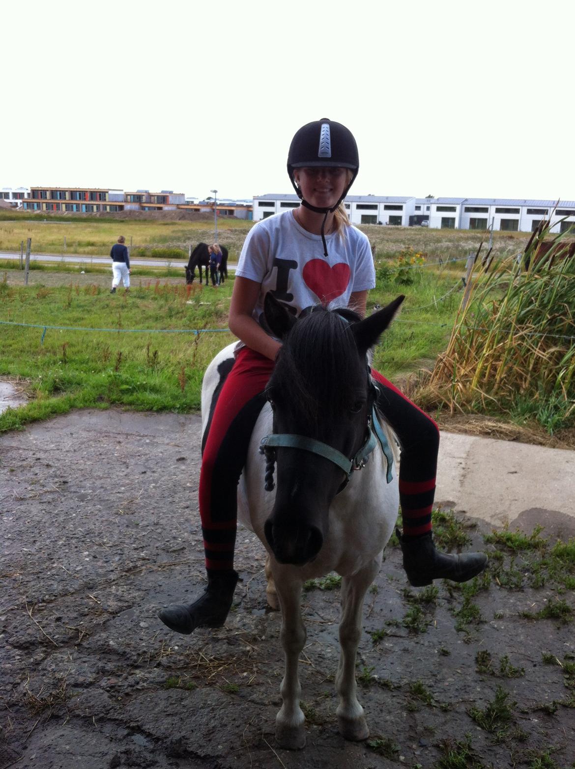 Anden særlig race Dixie  billede 4