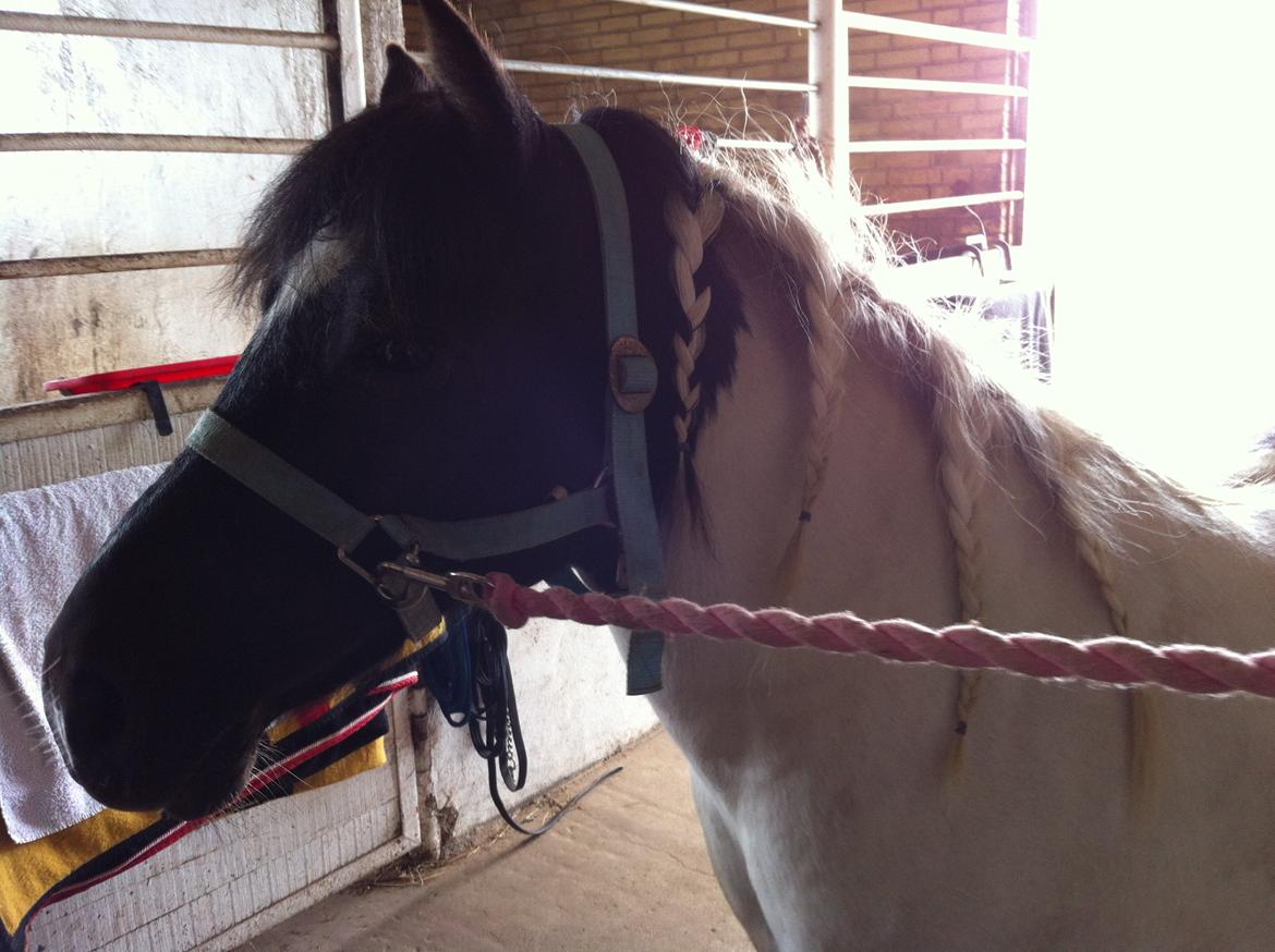 Anden særlig race Dixie  billede 6