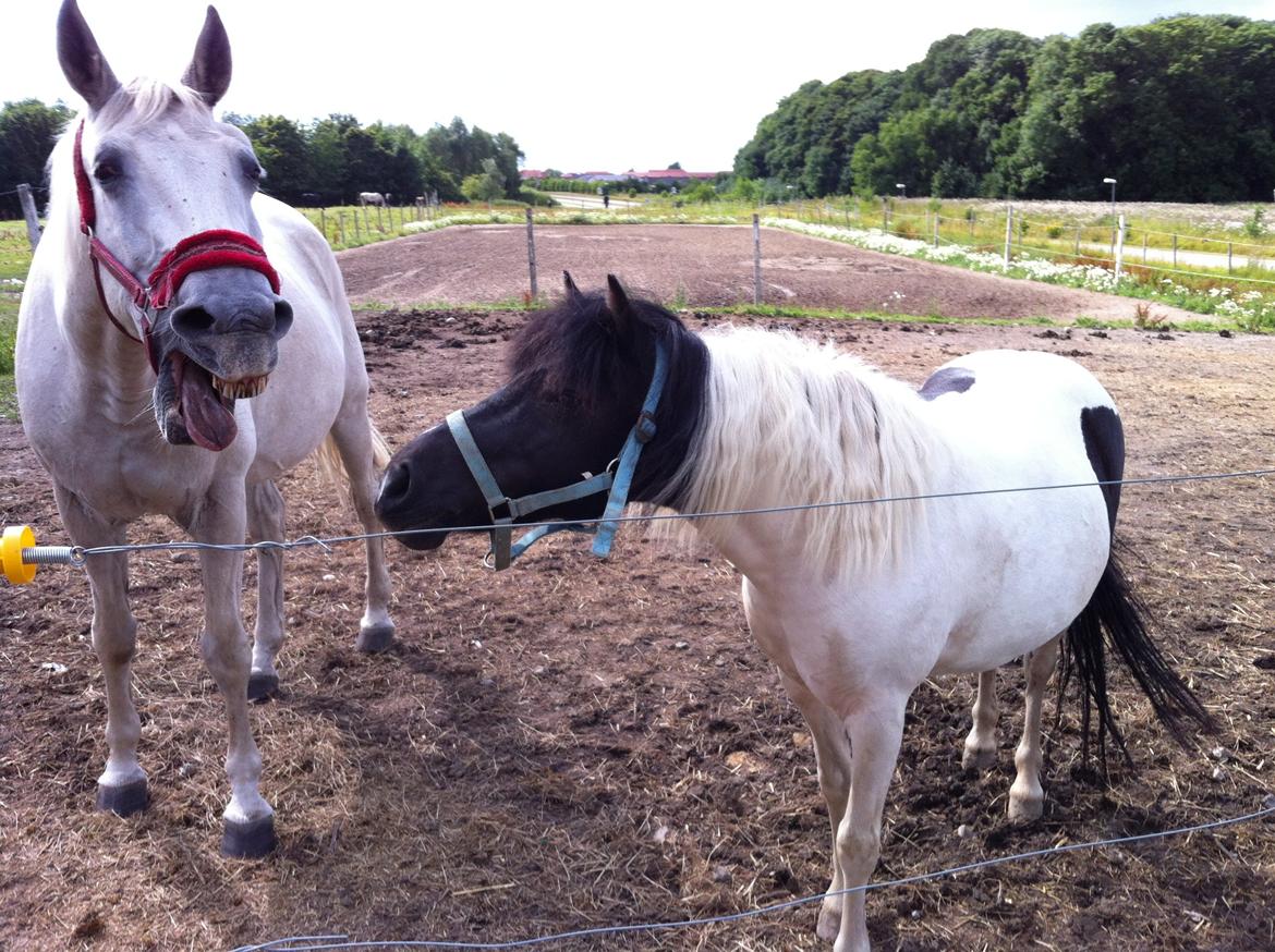 Anden særlig race Dixie  billede 21