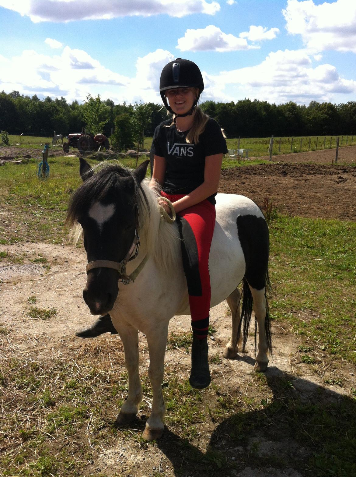 Anden særlig race Dixie  billede 10