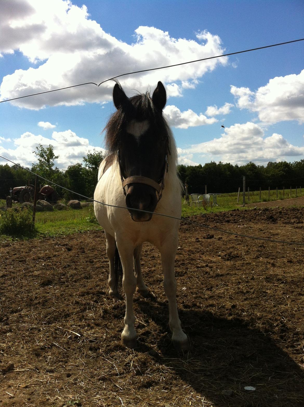 Anden særlig race Dixie  billede 11