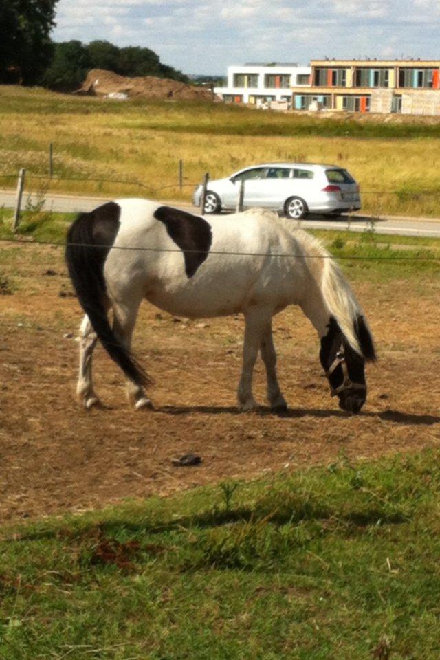 Anden særlig race Dixie  - Smuk Pigen på fold!<3 billede 13