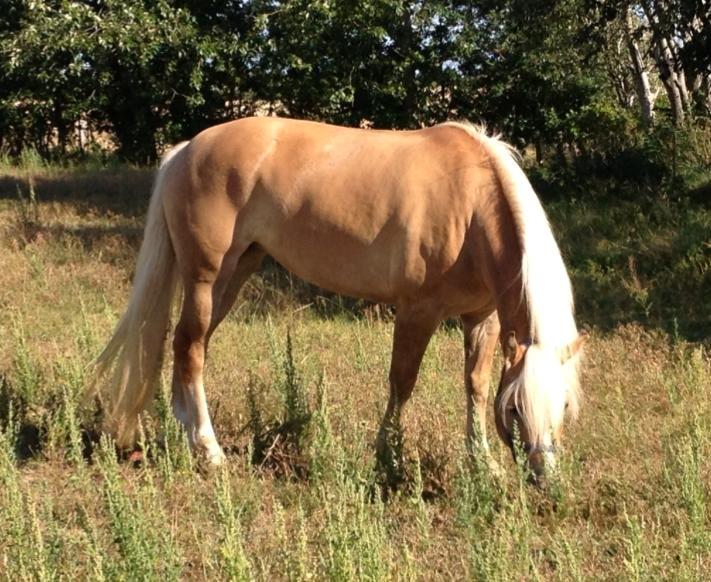 Haflinger Nynne Wican billede 4