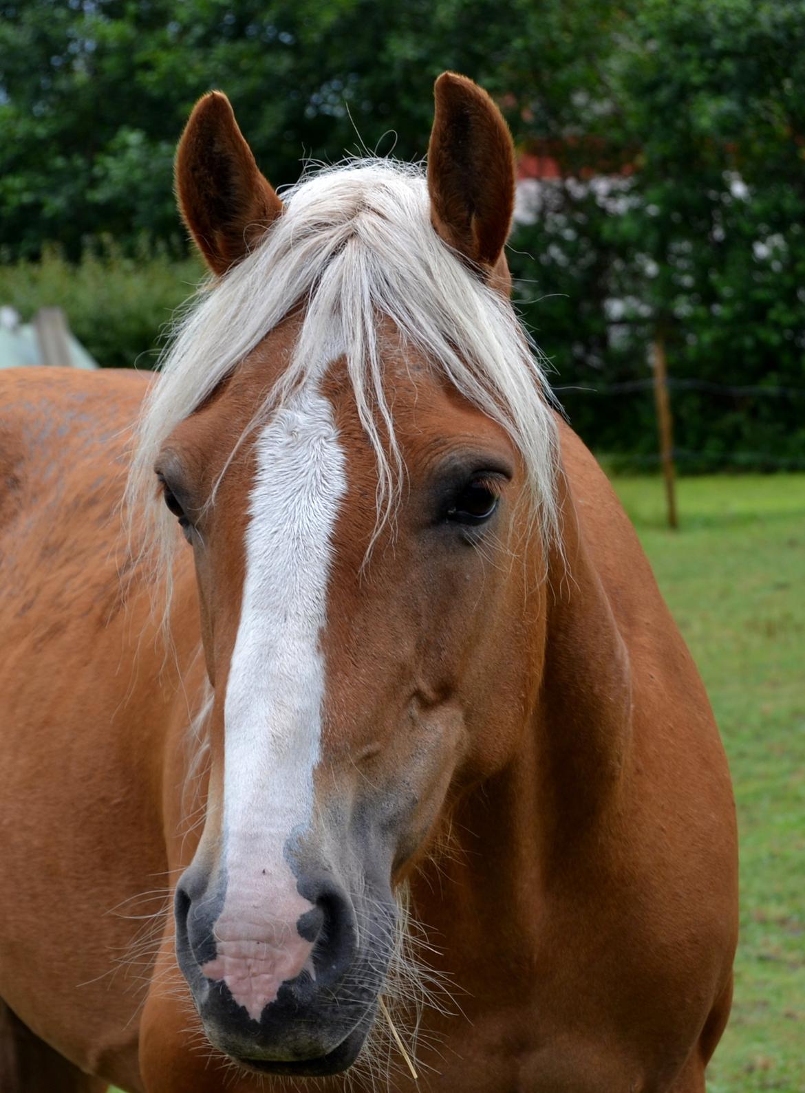 Haflinger Sofie - -There is something about the outside of a horse that is good for the inside of a man! Foto: Mig billede 3