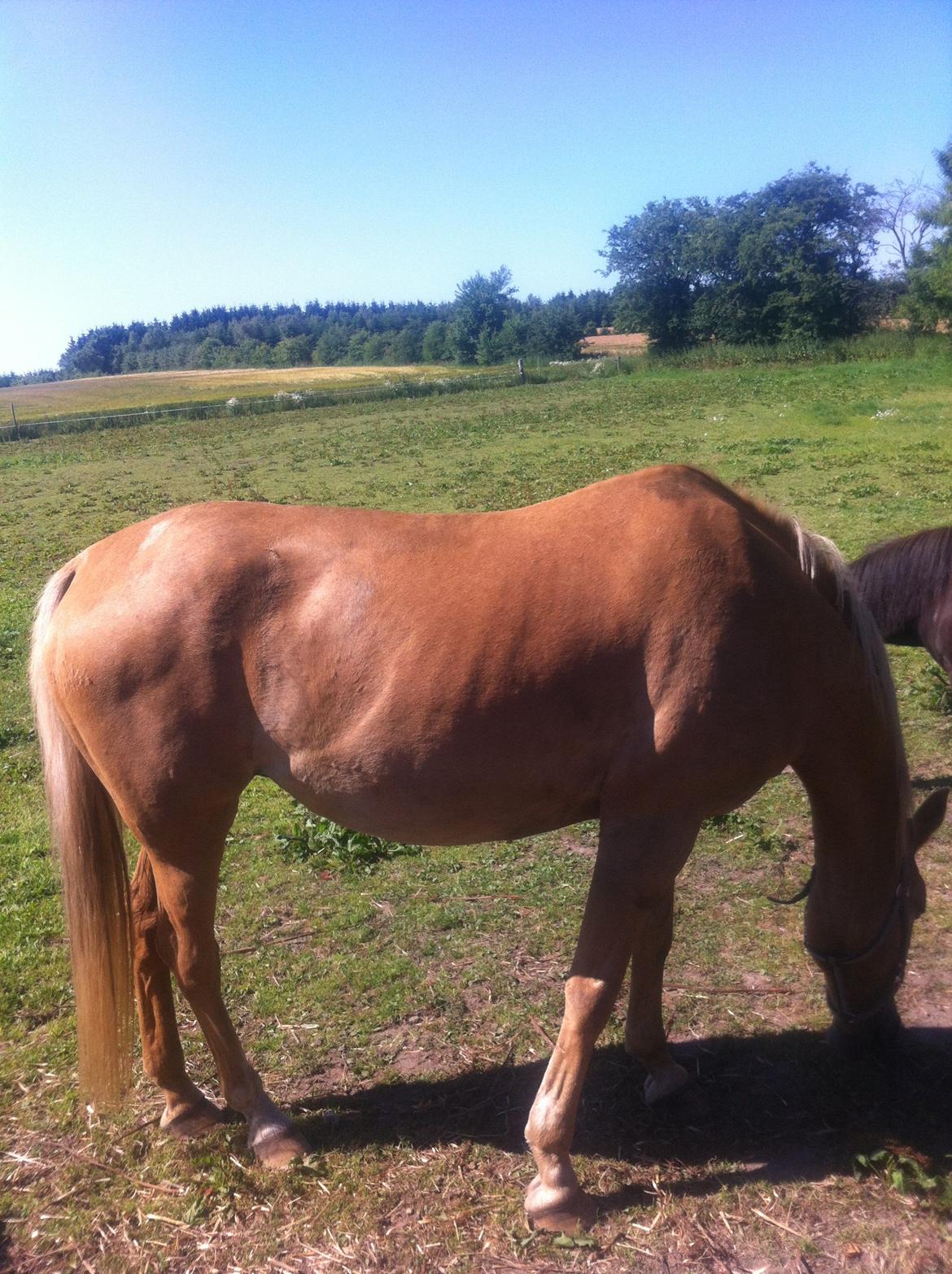 Palomino Blondie - Hendes farve er så flot :-) billede 1