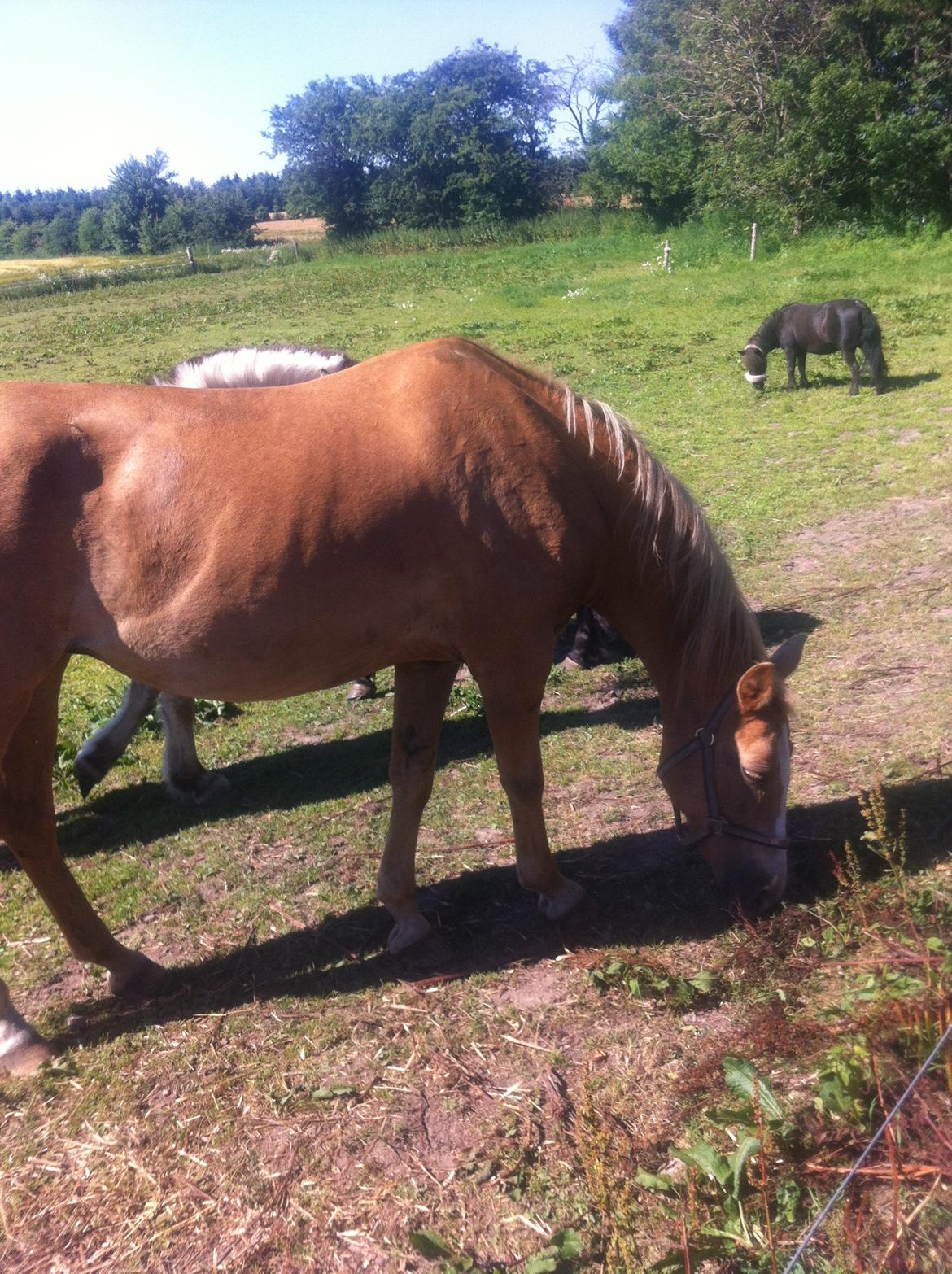 Palomino Blondie - Hun er så lækker! :-) billede 2