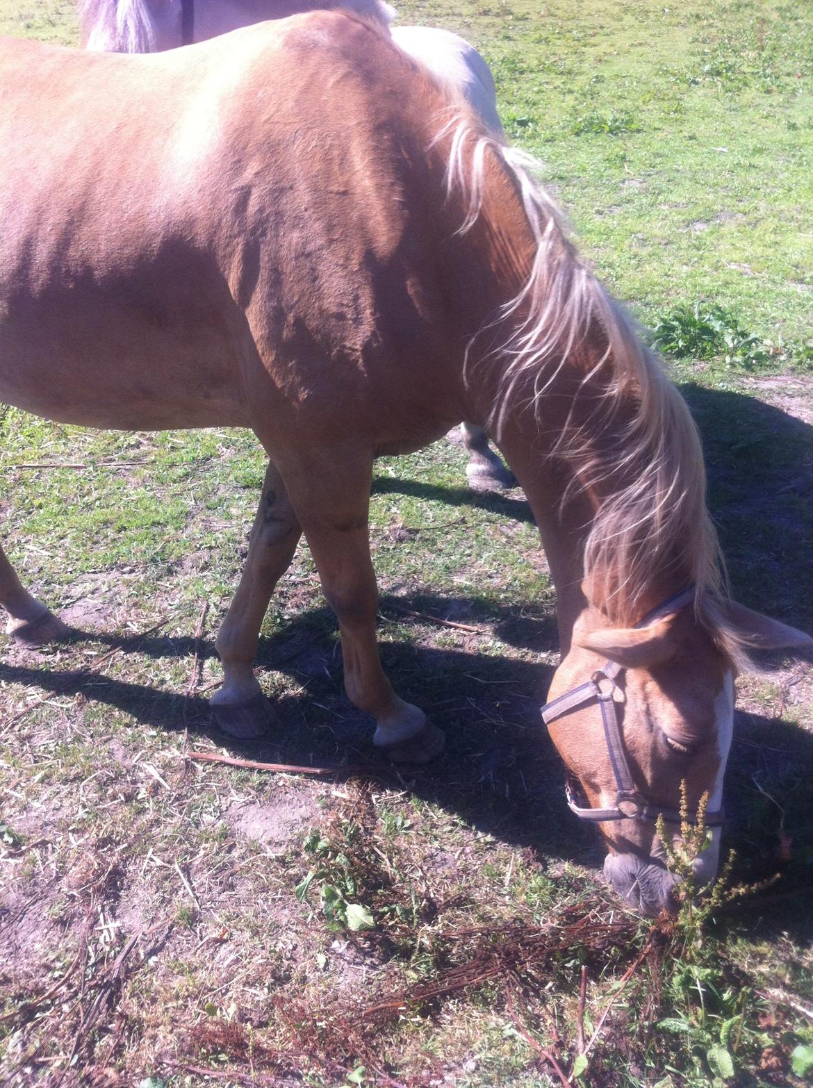 Palomino Blondie - Blondie Blondie :-) billede 3