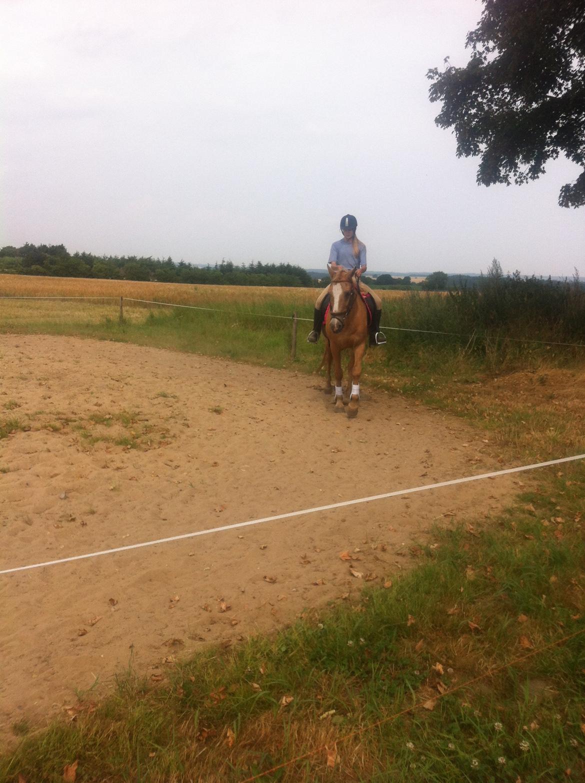 Palomino Blondie - Hjemme på ridebanen med Blondie :-) billede 4