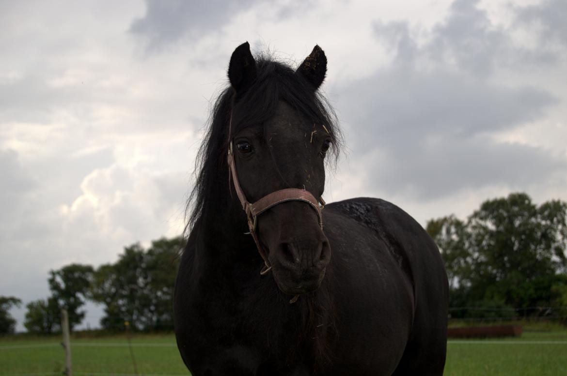 DSP Beauty - Foto: Mig billede 22