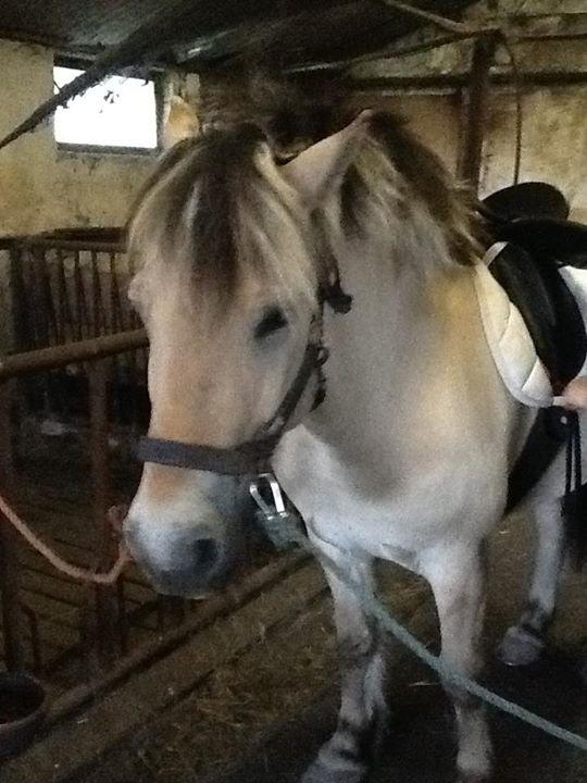 Fjordhest Dito Tidselbjerg [Rider] - Så sød med stort pjusket hår :-) billede 1