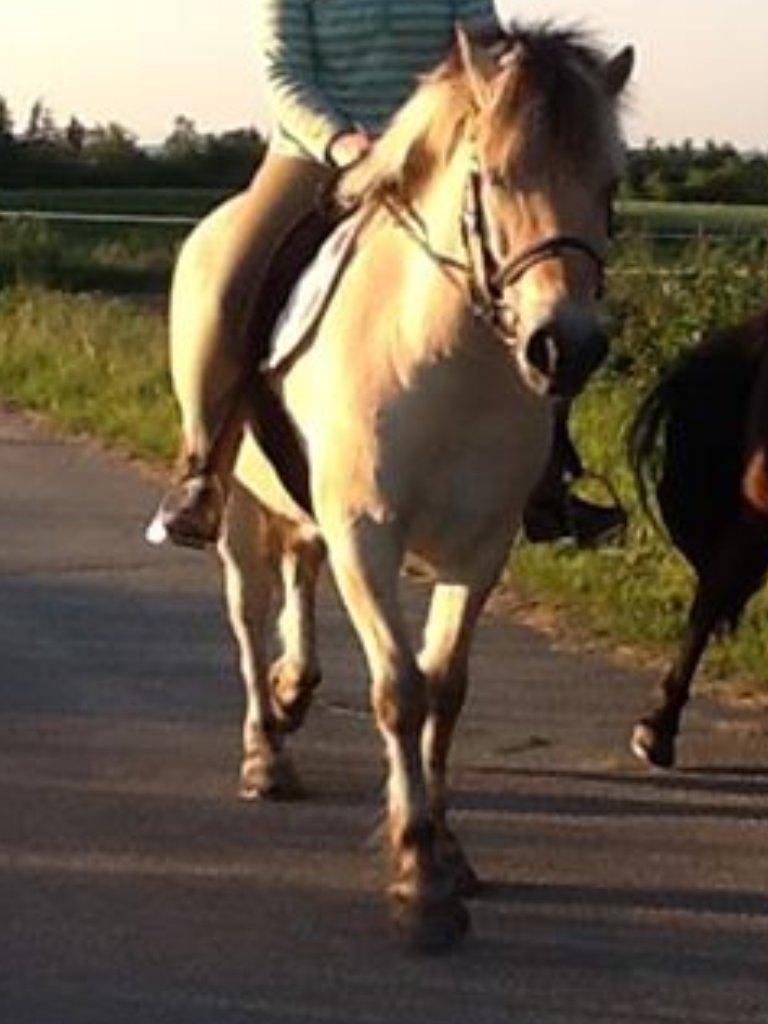Fjordhest Dito Tidselbjerg [Rider] - Søde Ditomusen :-* billede 2
