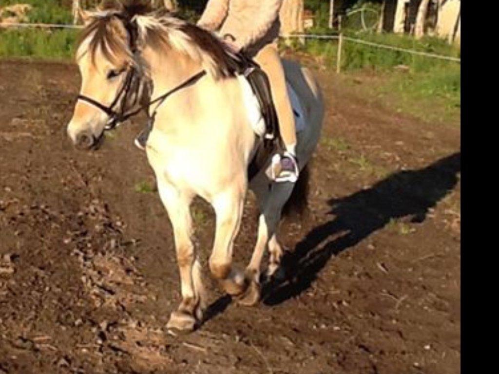 Fjordhest Dito Tidselbjerg [Rider] - Dejlig dejlig dreng :-D billede 3