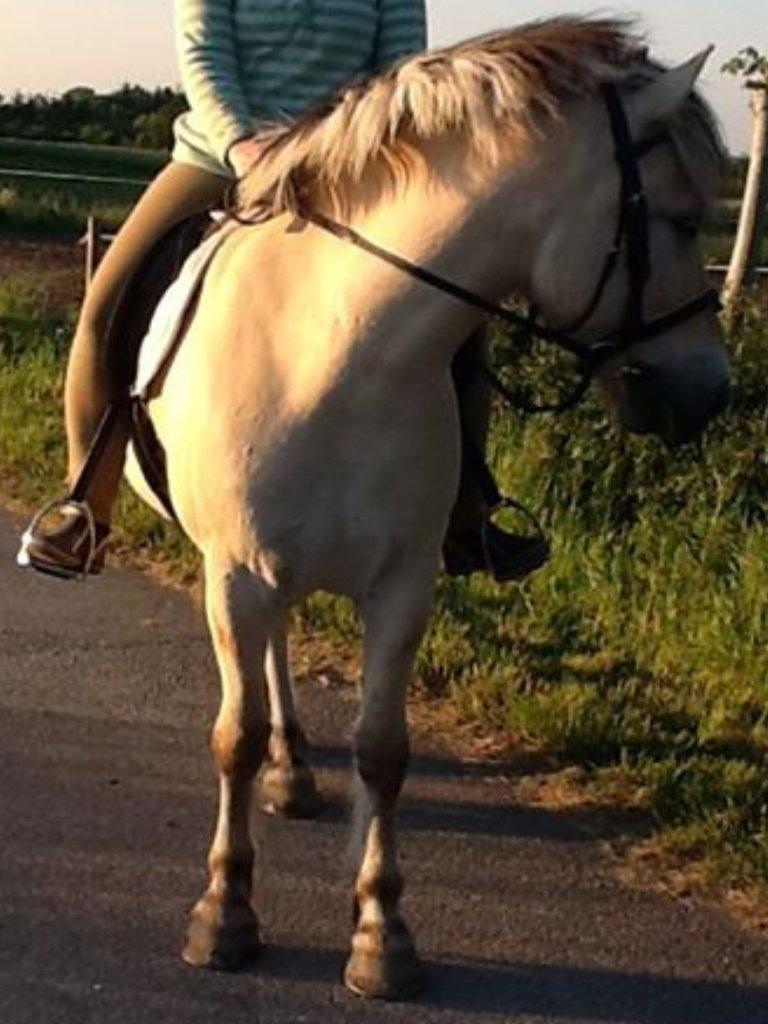Fjordhest Dito Tidselbjerg [Rider] - Alt for lækker Ditohest :-) billede 4