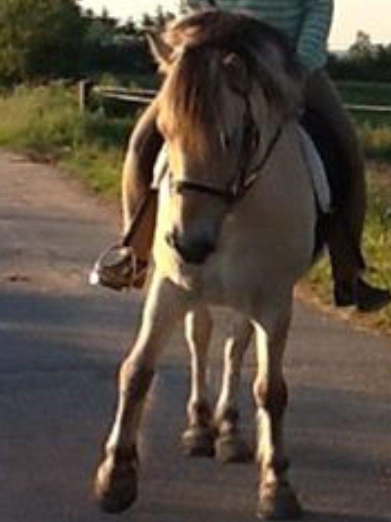 Fjordhest Dito Tidselbjerg [Rider] - Pjattet dreng altså ;-) billede 6